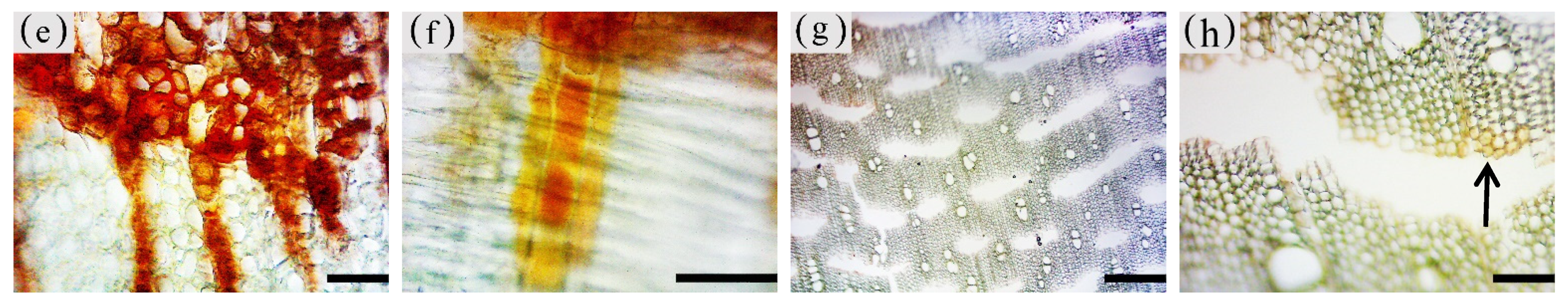 Forests 13 00043 g010b