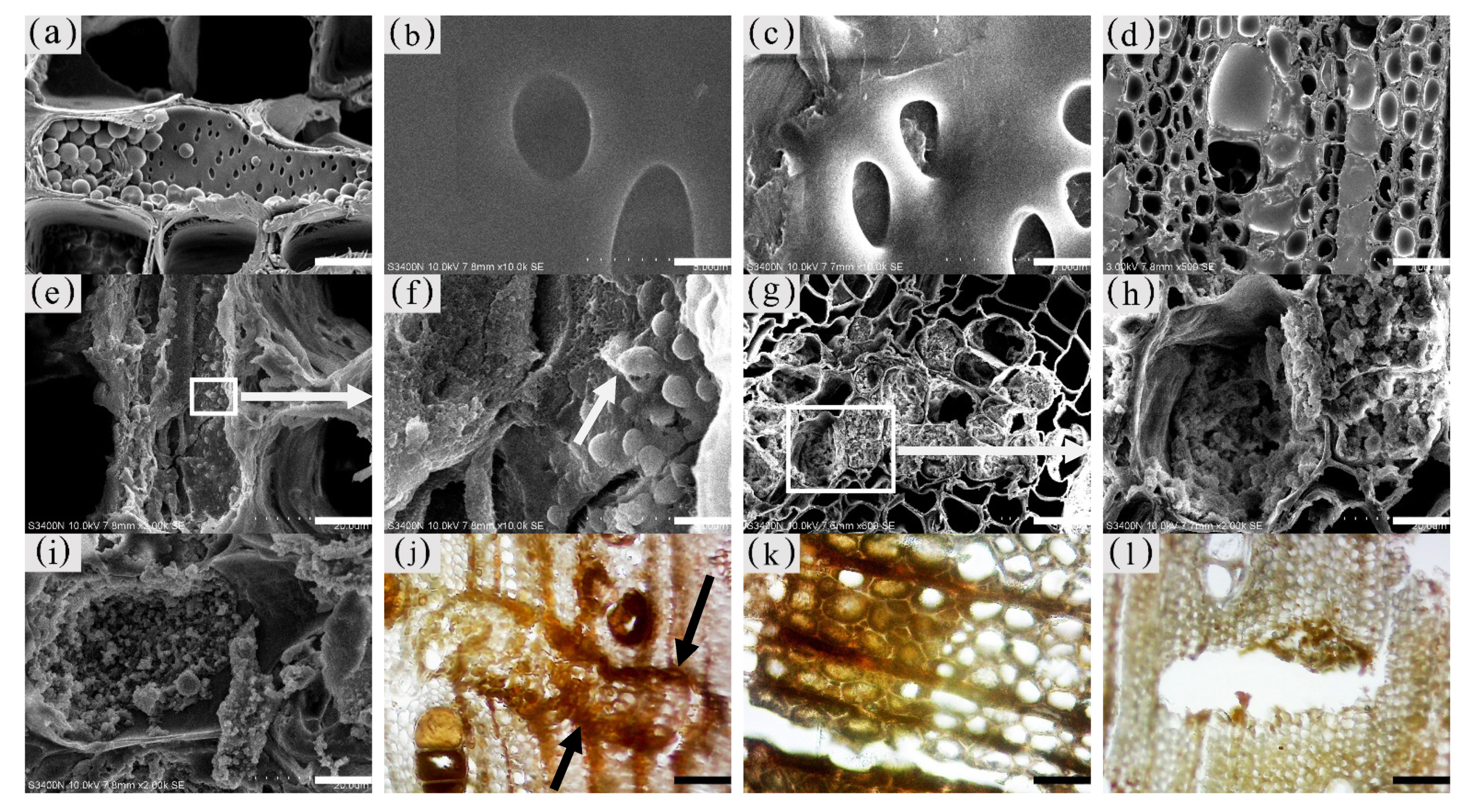 Forests 13 00043 g012
