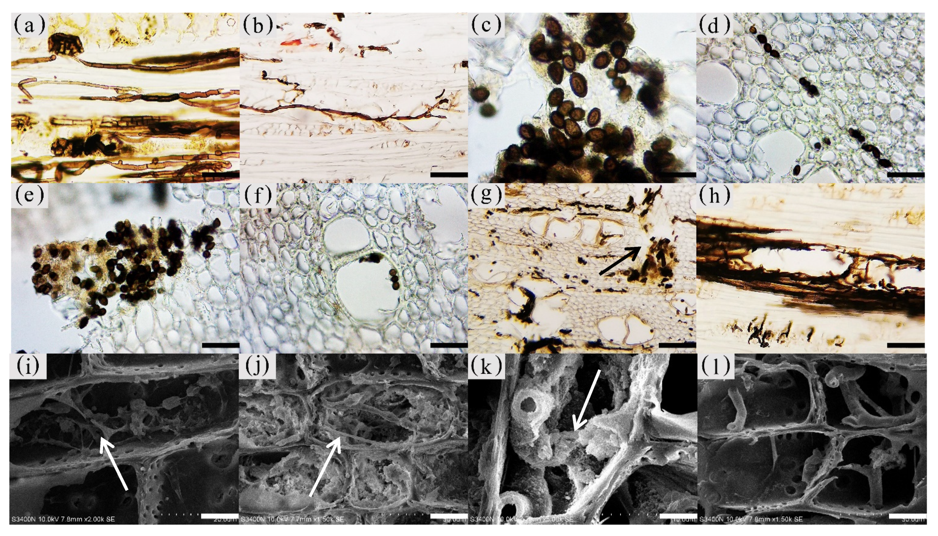 Forests 13 00043 g013a