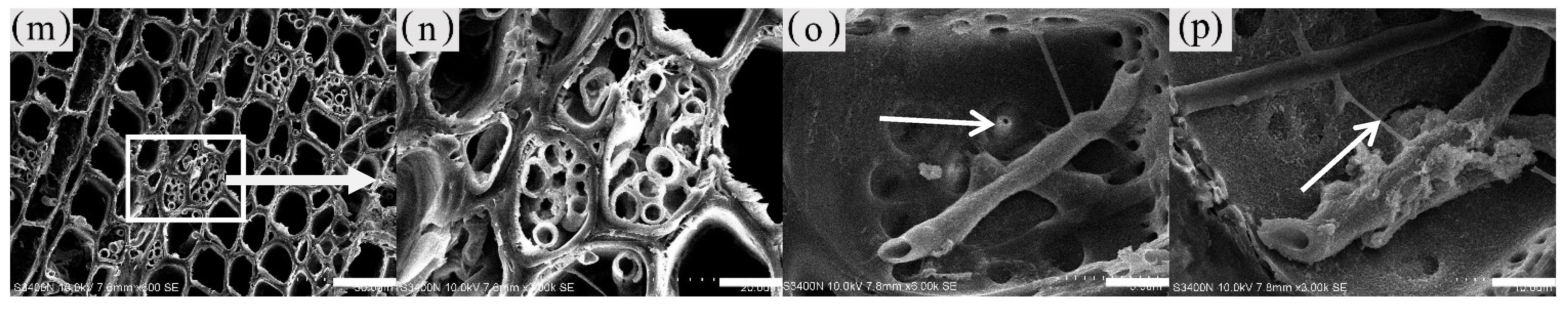 Forests 13 00043 g013b