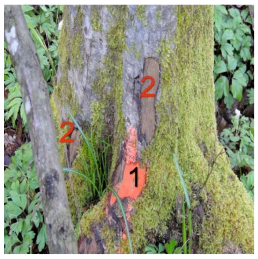 Forests 13 00051 g003