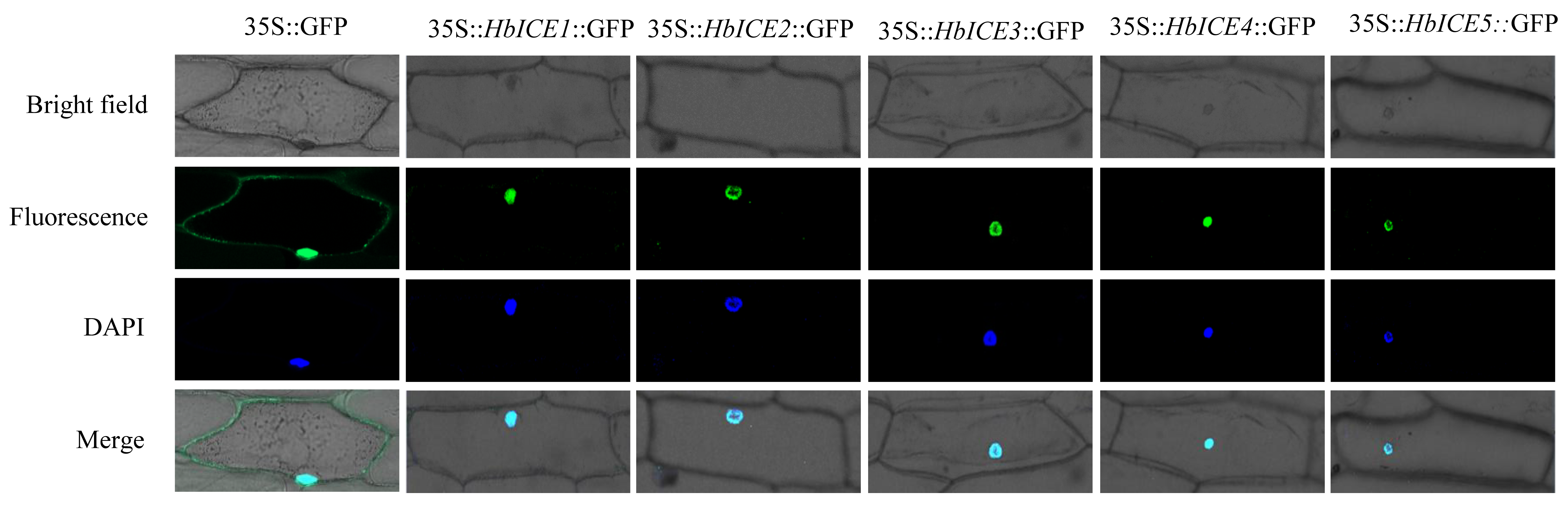 Forests 13 00052 g002 Forests 13 00052 g002
