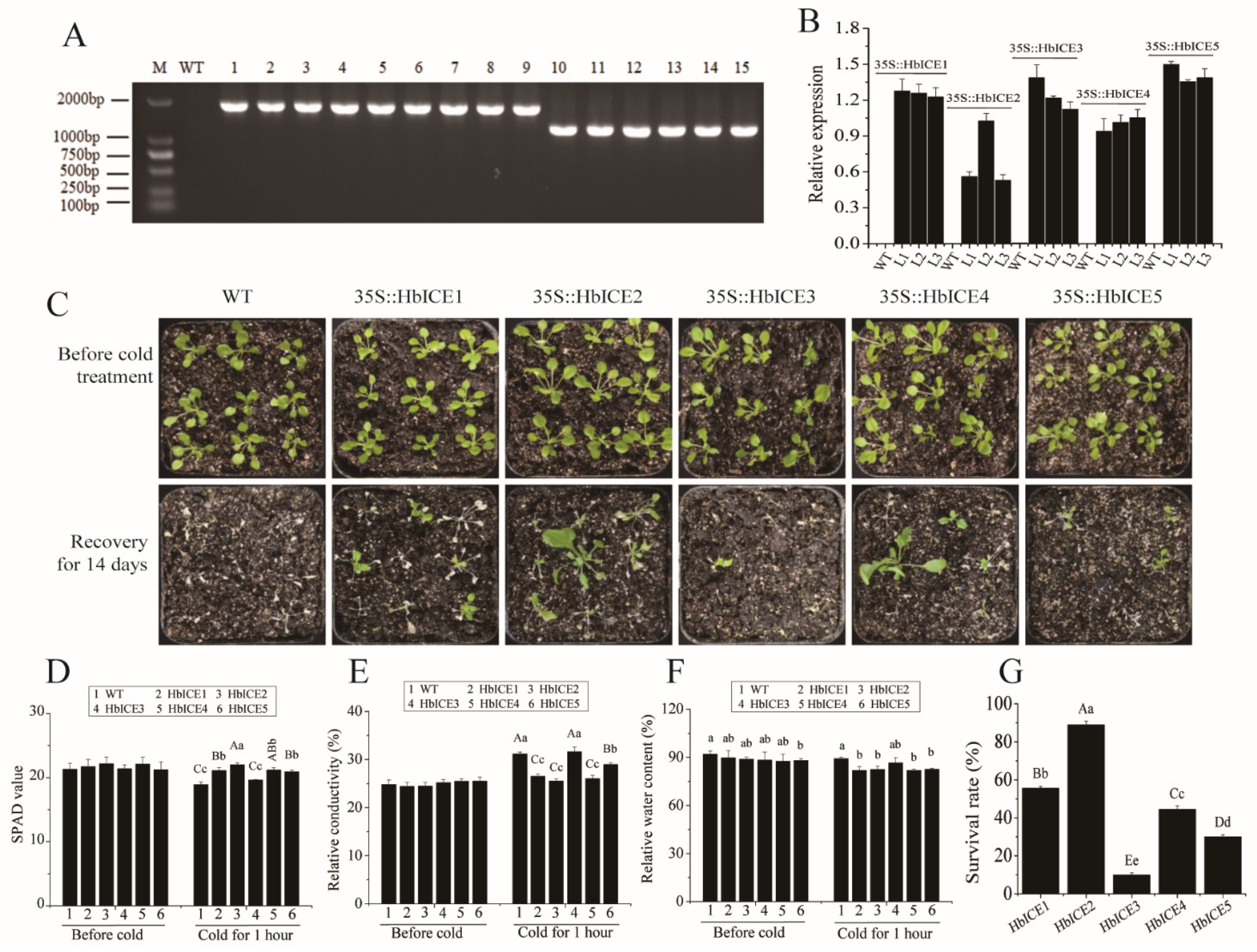 Forests 13 00052 g004 Forests 13 00052 g004