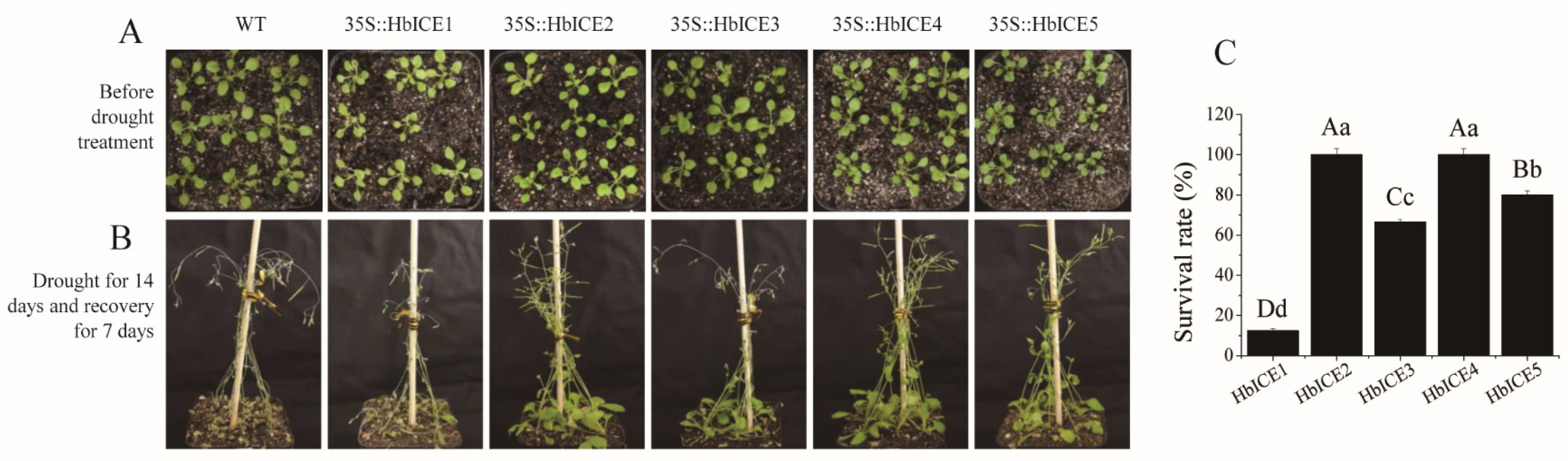 Forests 13 00052 g005 Forests 13 00052 g005