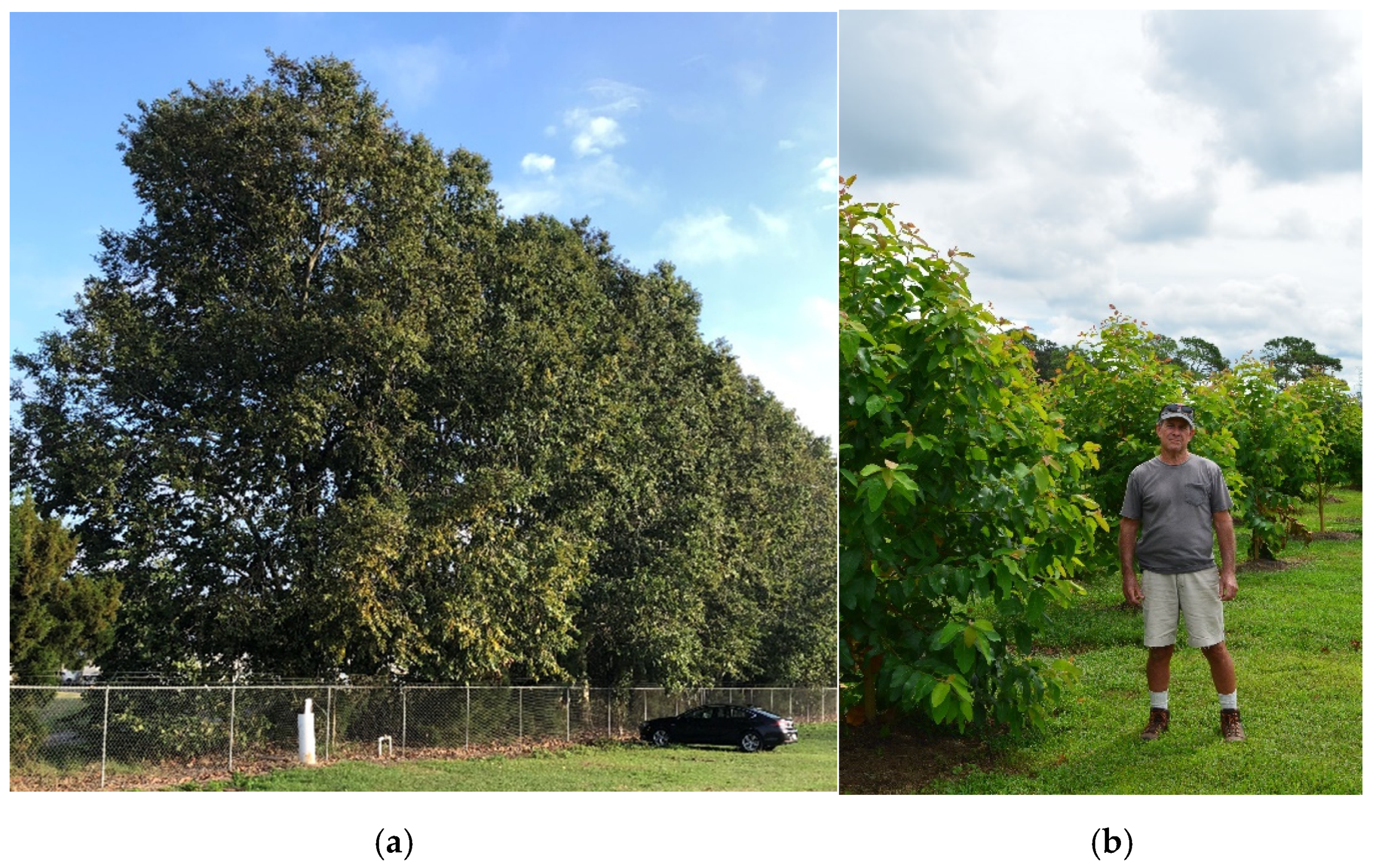 Forests 13 00075 g003