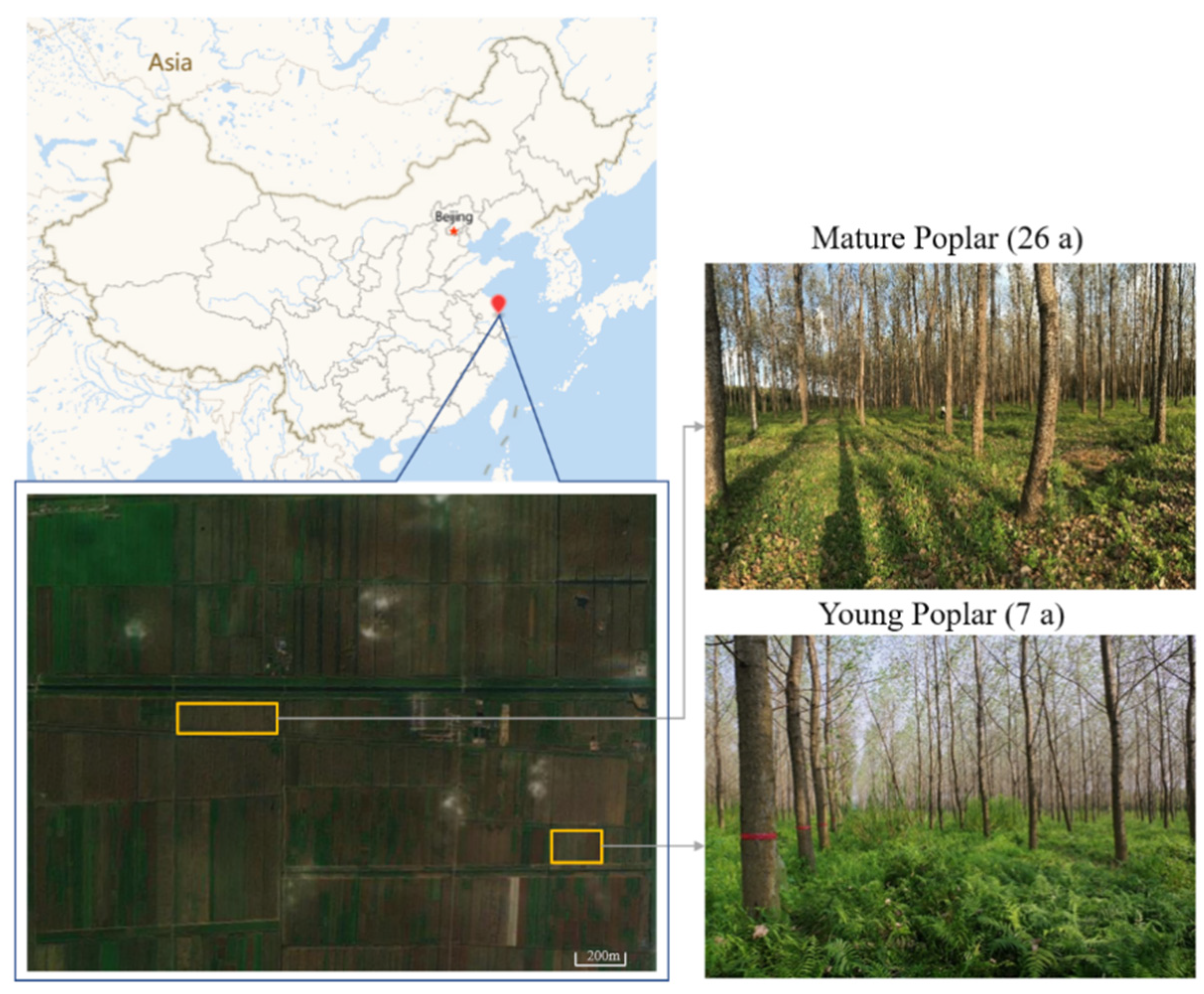 Forests 13 00083 g001