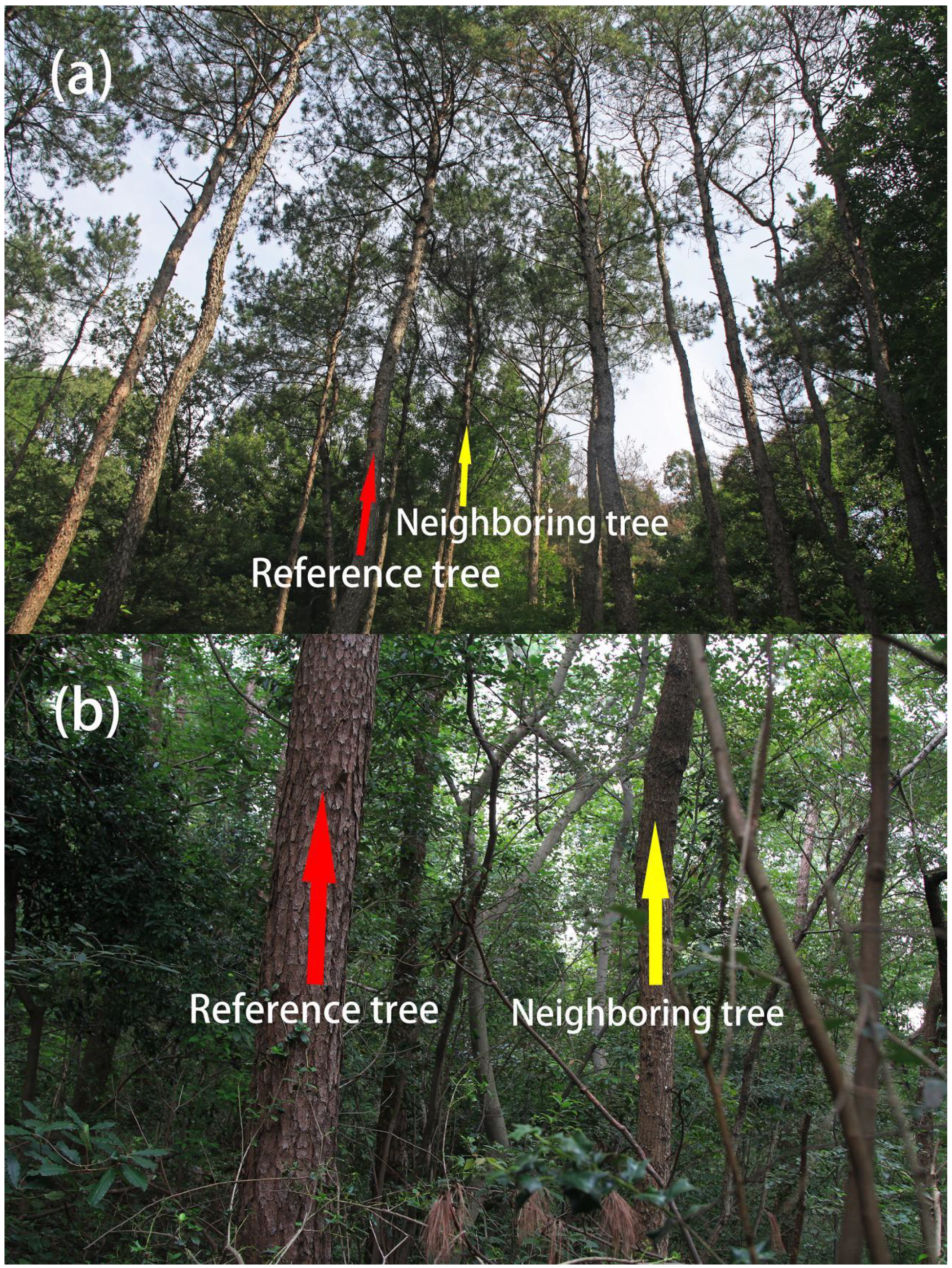 Forests 13 00085 g002