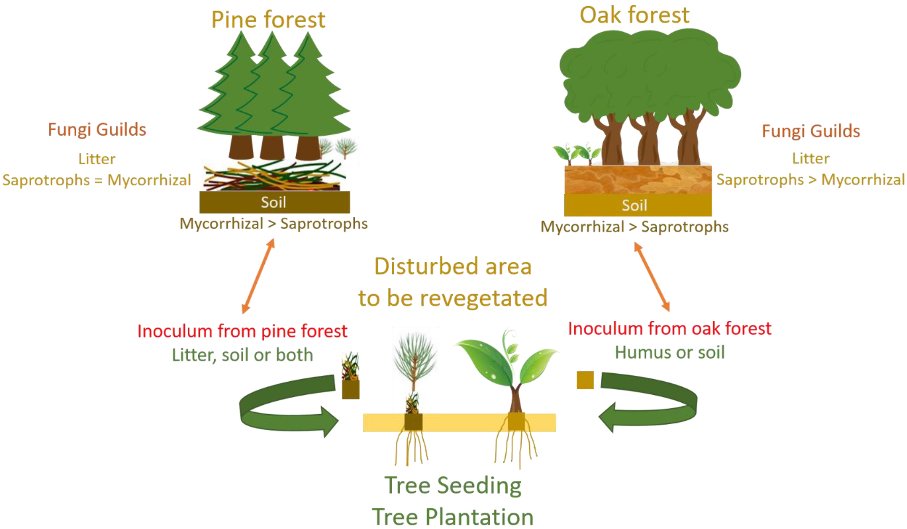 Forests 13 00088 g005