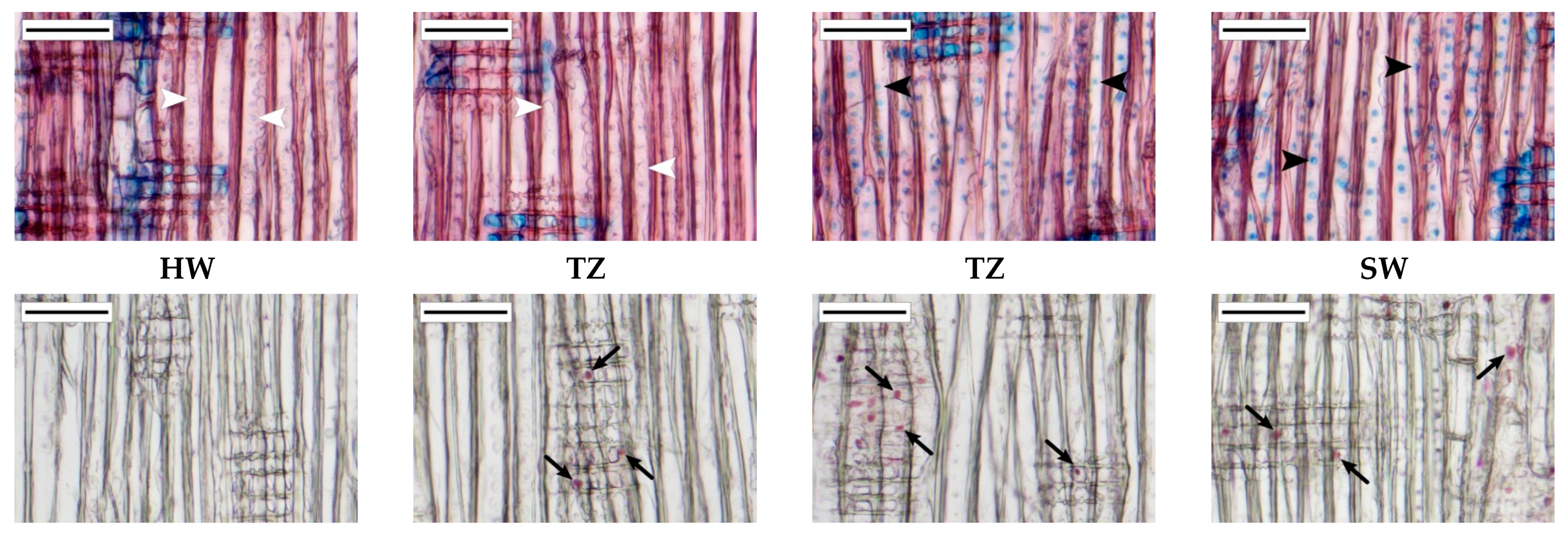 Forests 13 00091 g004 Forests 13 00091 g004