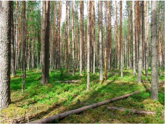 Forests 13 00091 i001 Forests 13 00091 i001