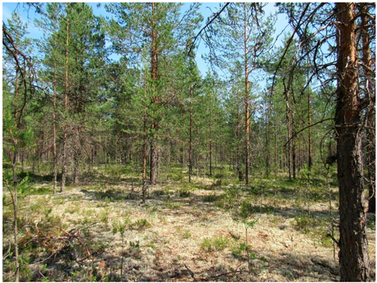 Forests 13 00091 i002 Forests 13 00091 i002