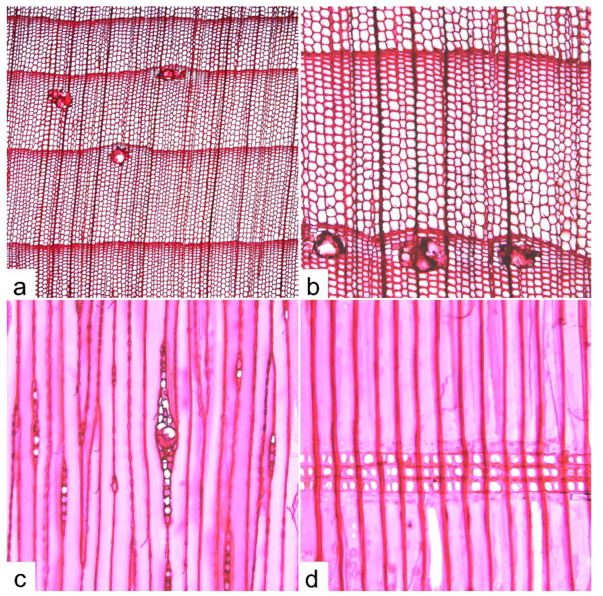 Forests 13 00095 g008
