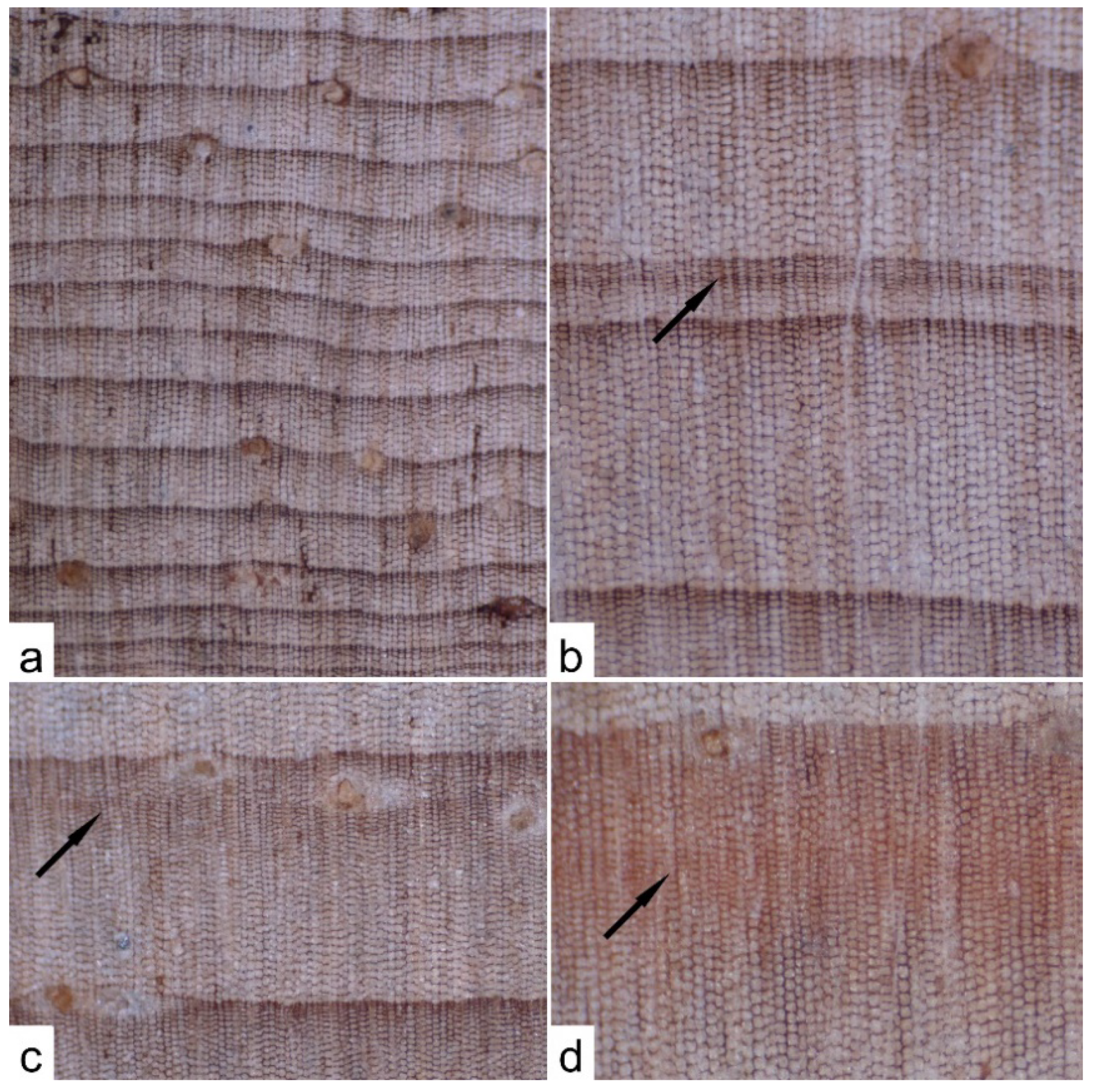 Forests 13 00095 g009