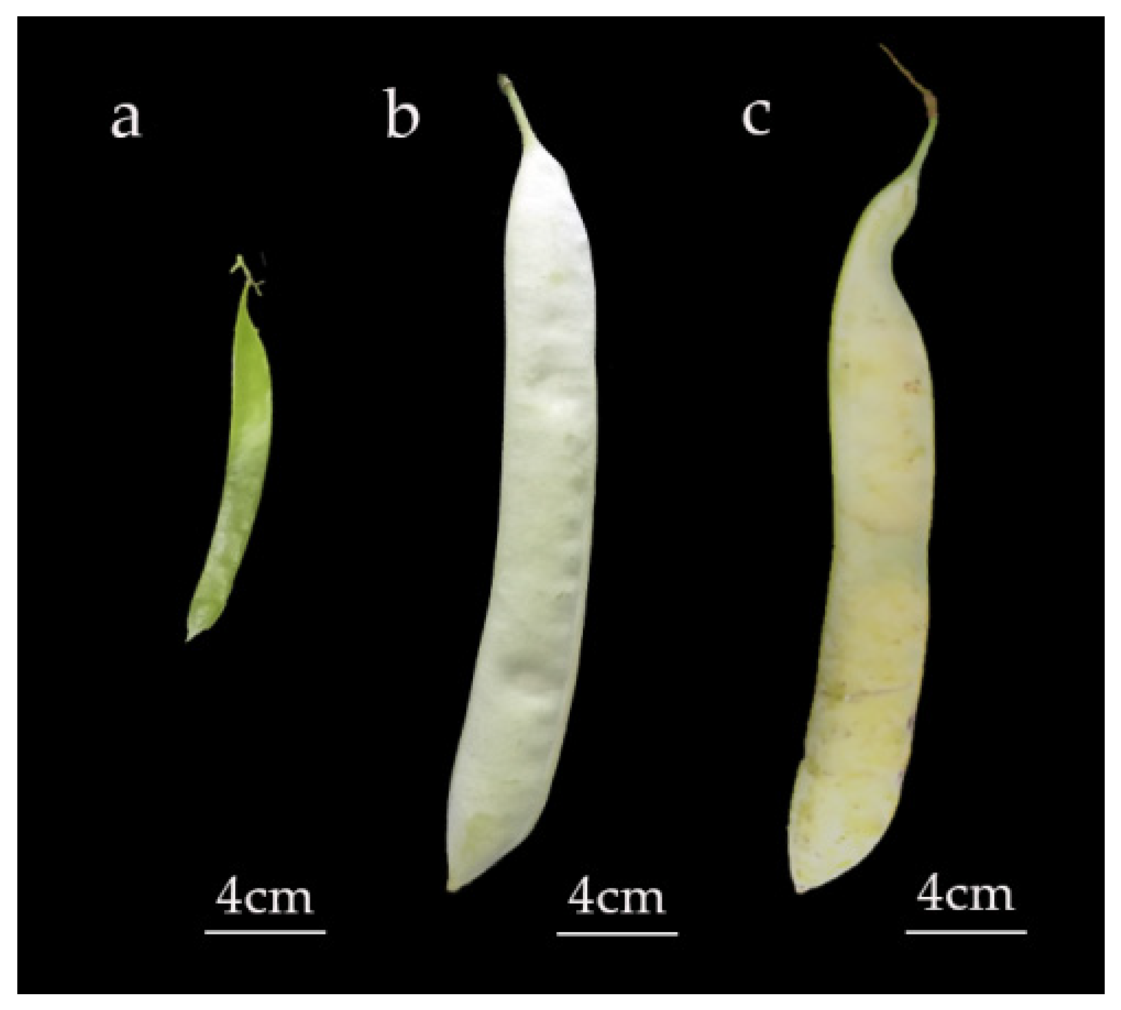 Forests 13 00108 g001