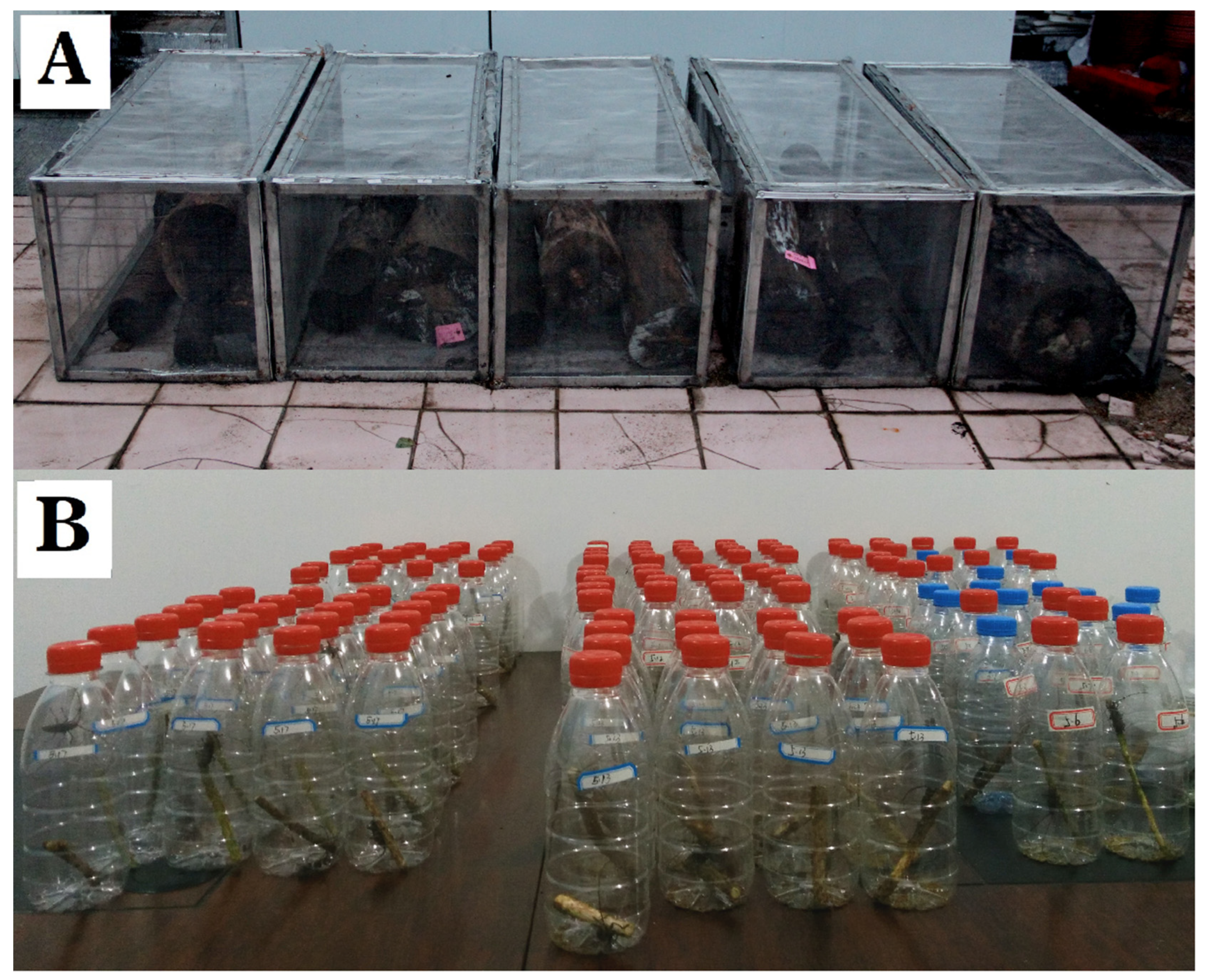 Forests 13 00114 g001