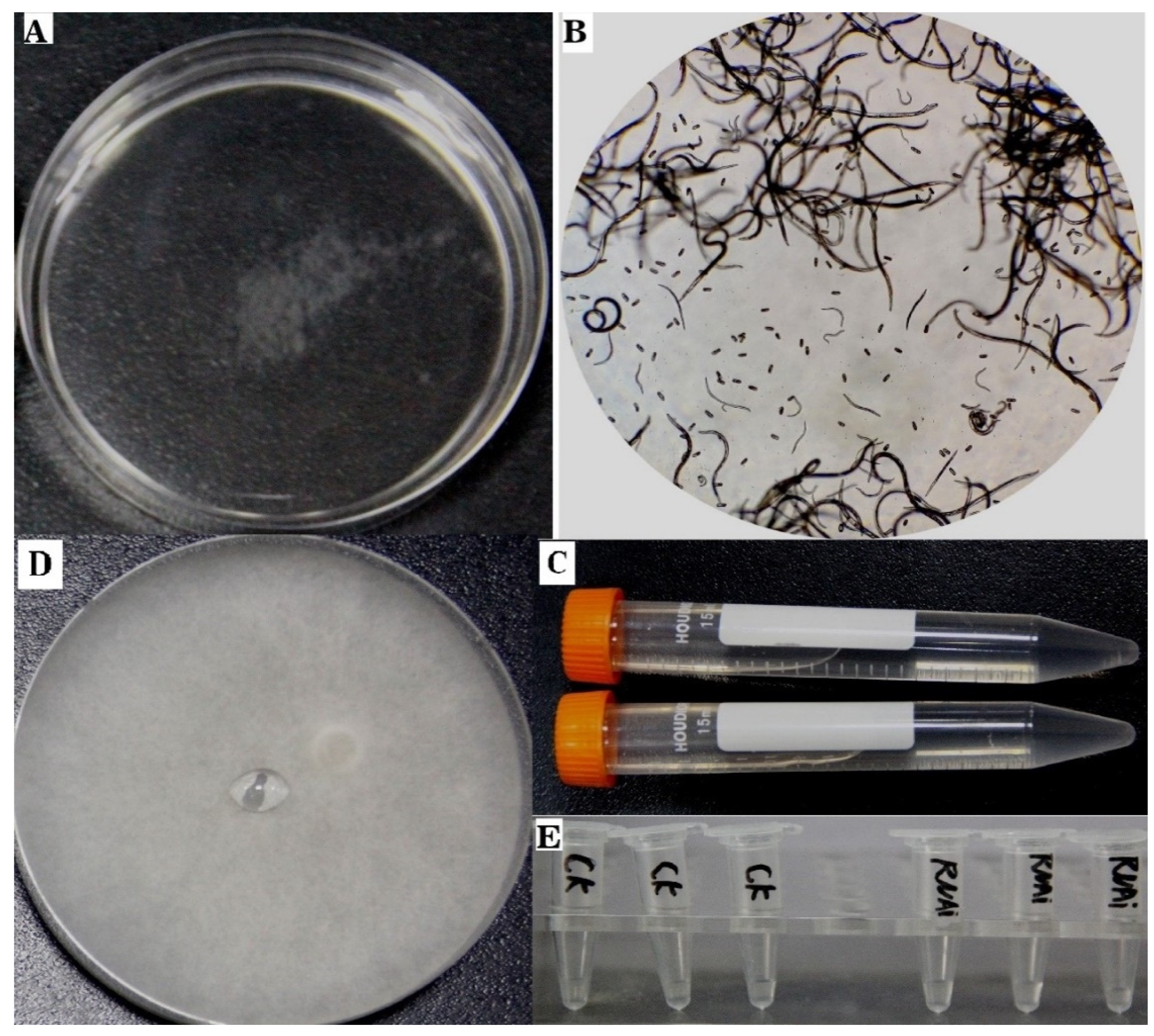 Forests 13 00114 g002