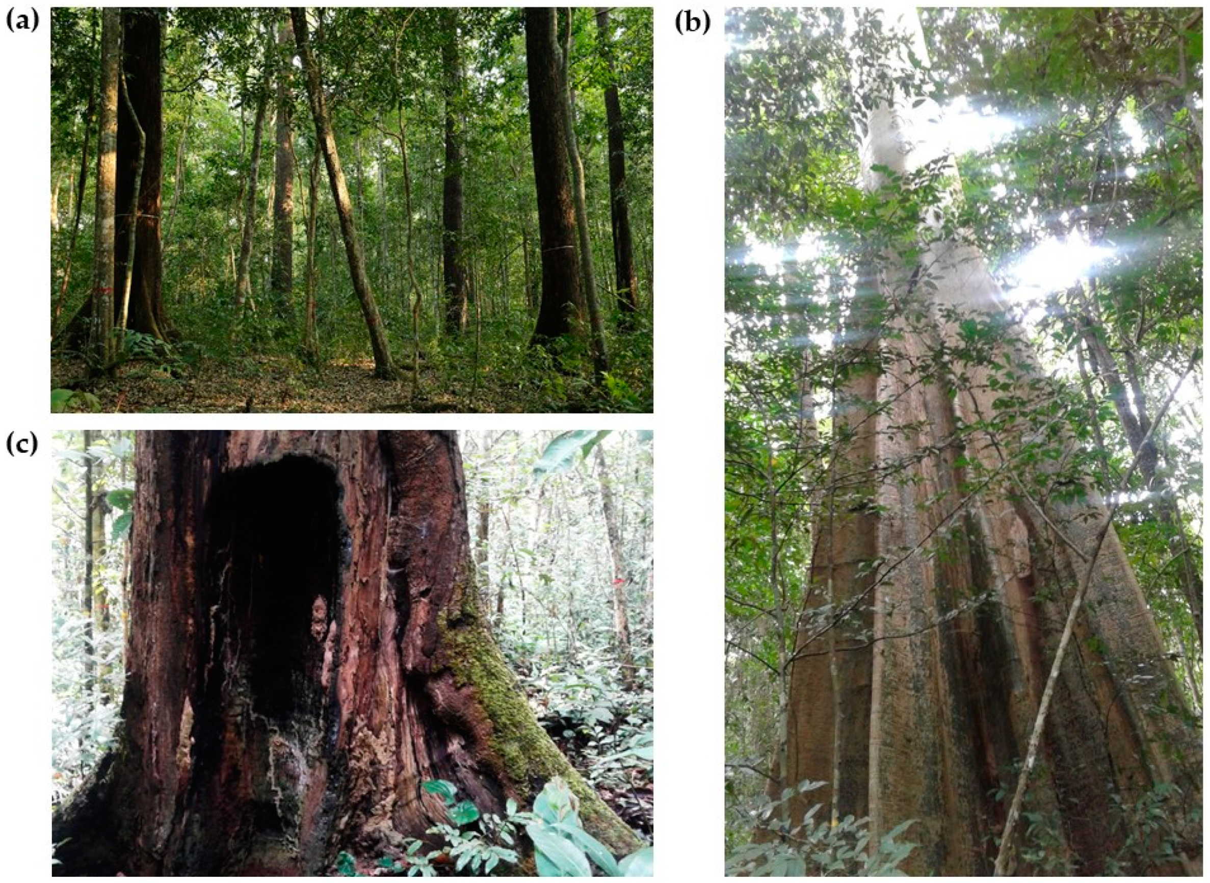 Forests 13 00116 g002