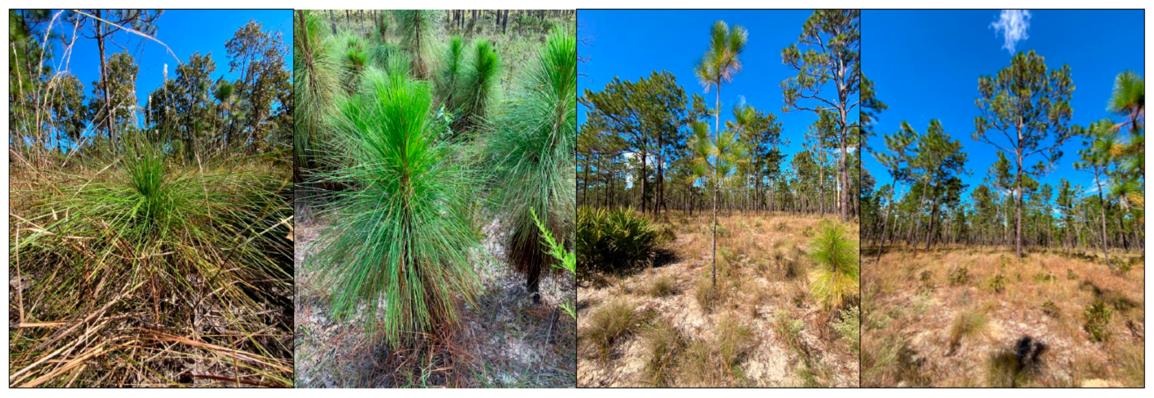 Forests 13 00117 g001