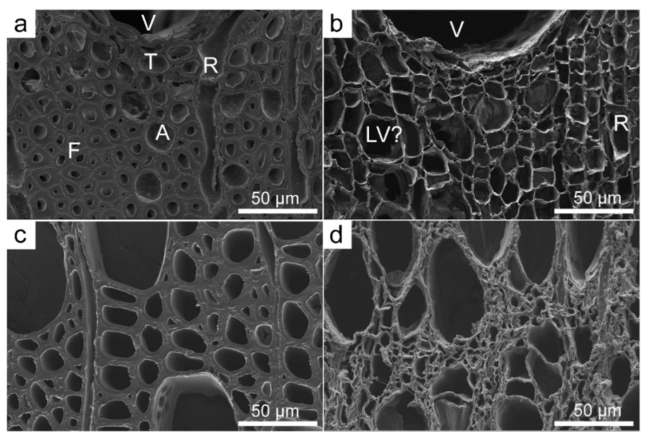 Forests 13 00161 g003