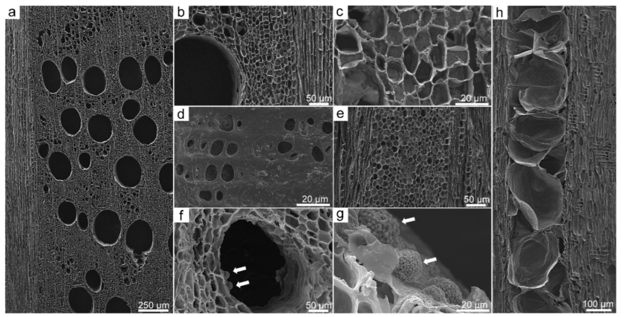 Forests 13 00161 g004