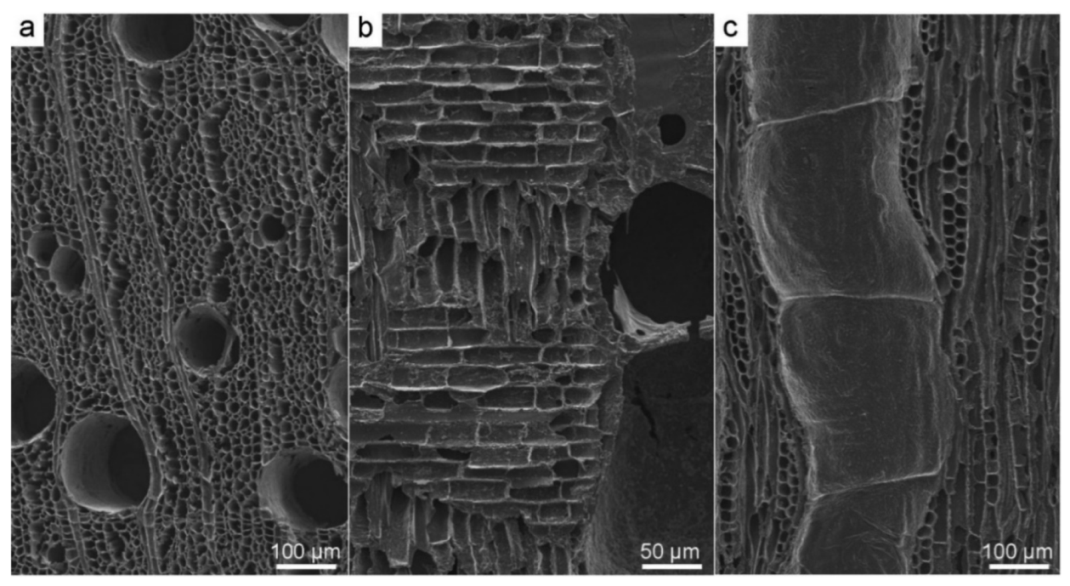 Forests 13 00161 g005