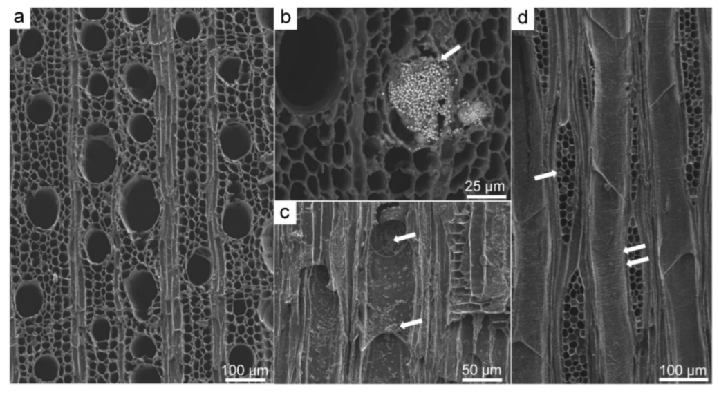 Forests 13 00161 g006