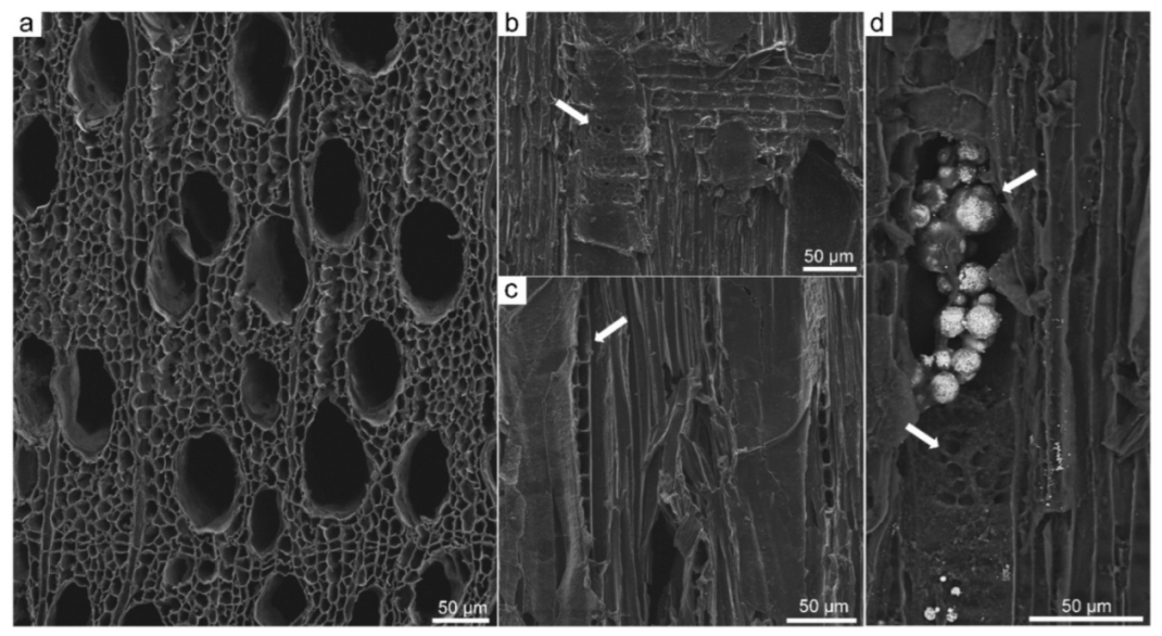Forests 13 00161 g008