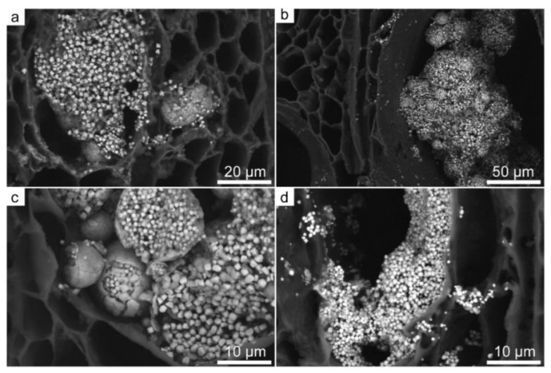 Forests 13 00161 g009