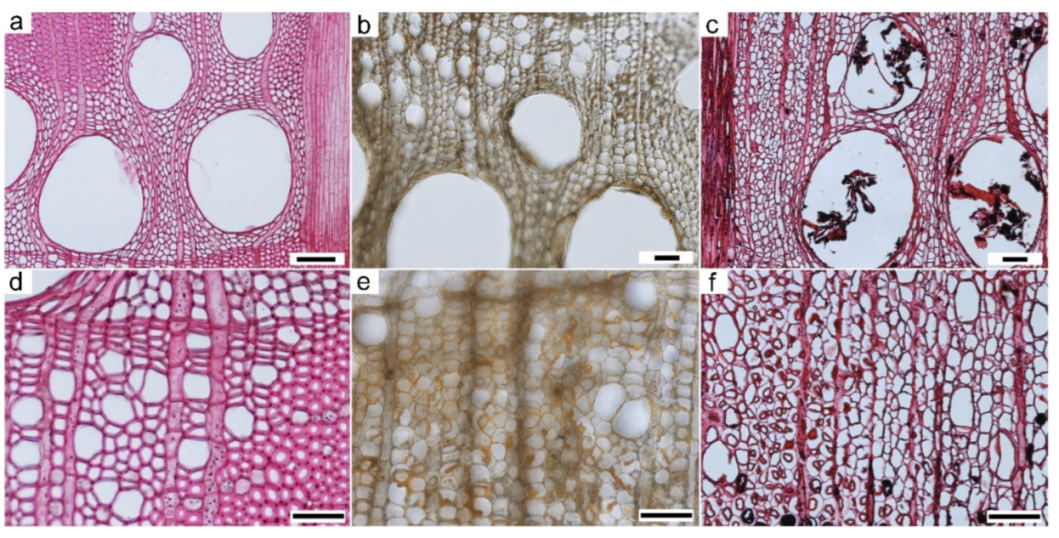 Forests 13 00161 g011