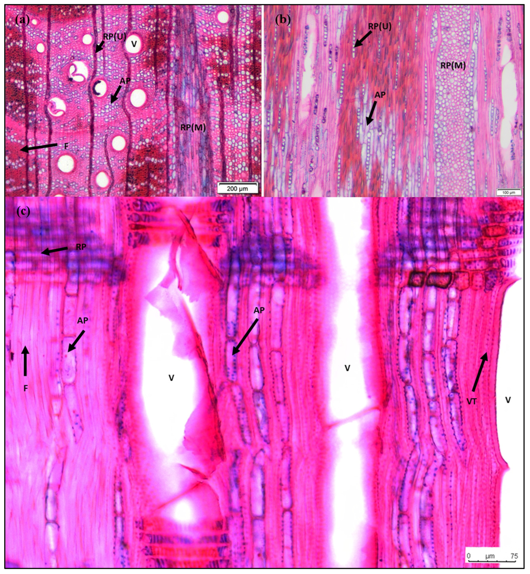 Forests 13 00169 g002
