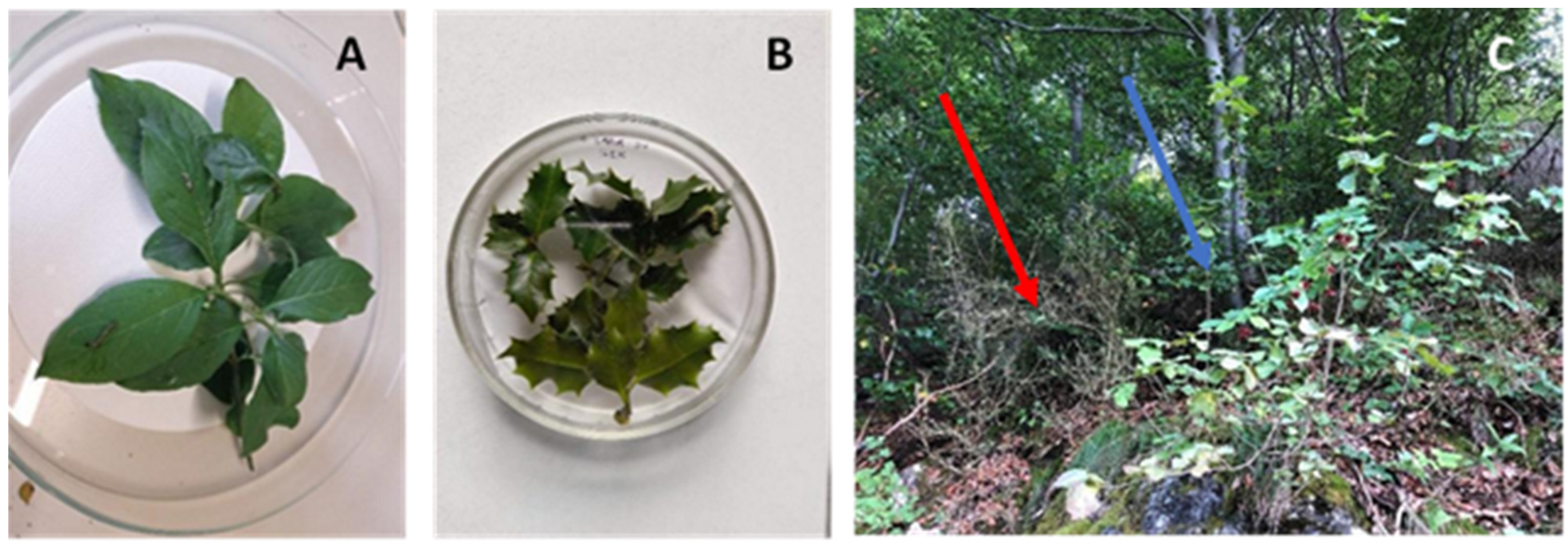 Forests 13 00178 g003