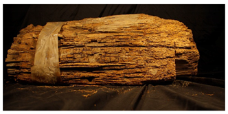 Forests 13 00190 i002