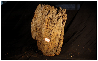 Forests 13 00190 i003