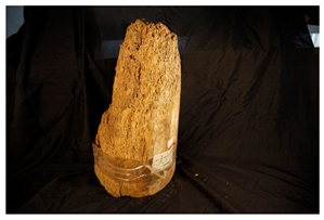 Forests 13 00190 i005