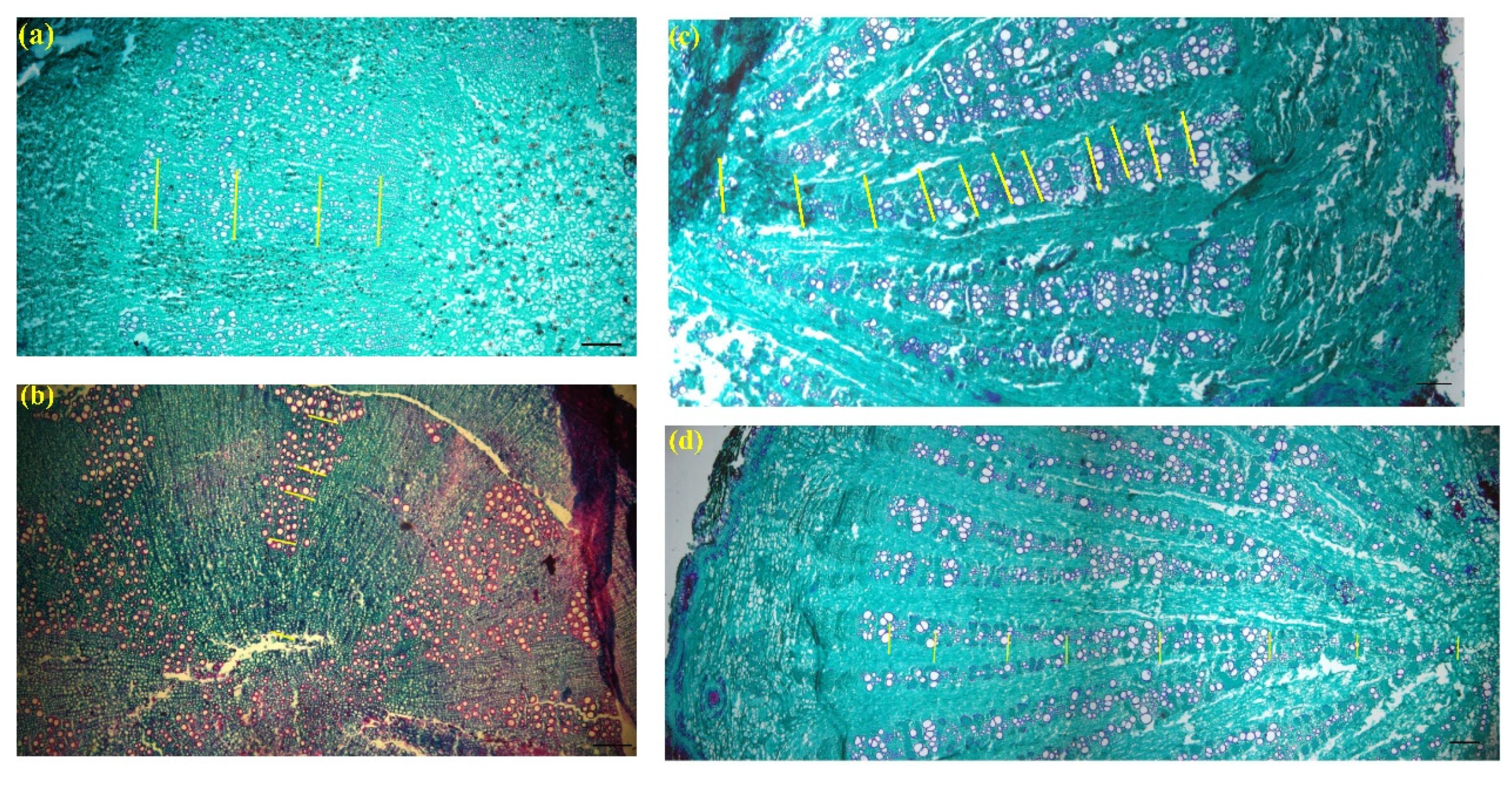 Forests 13 00193 g003