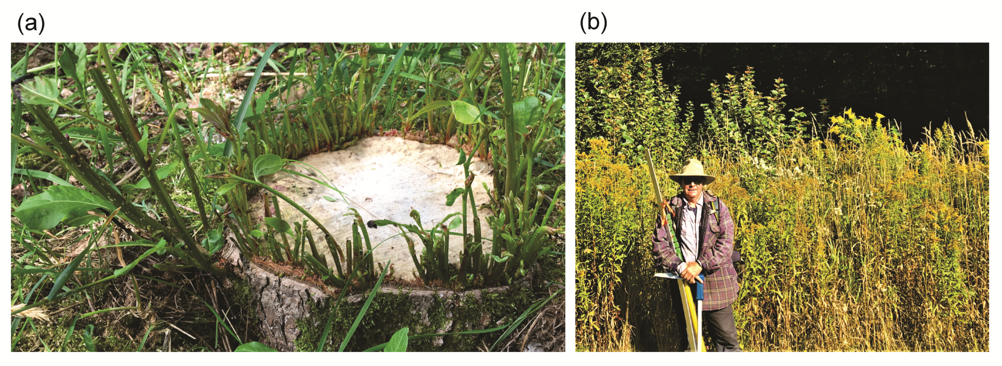 Forests 13 00194 g004
