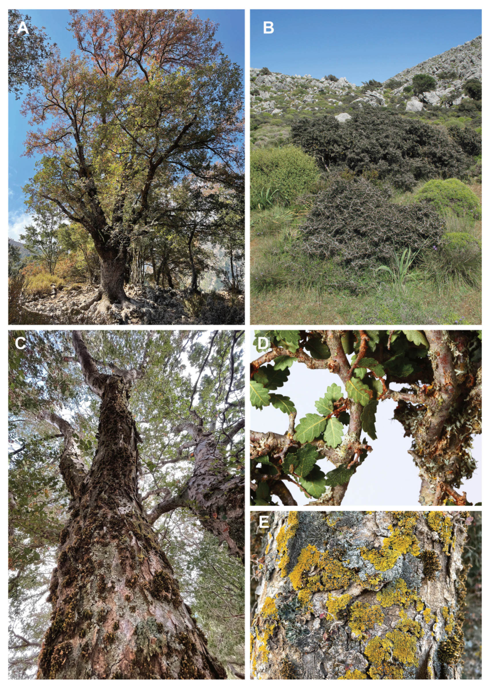 Forests 13 00195 g002