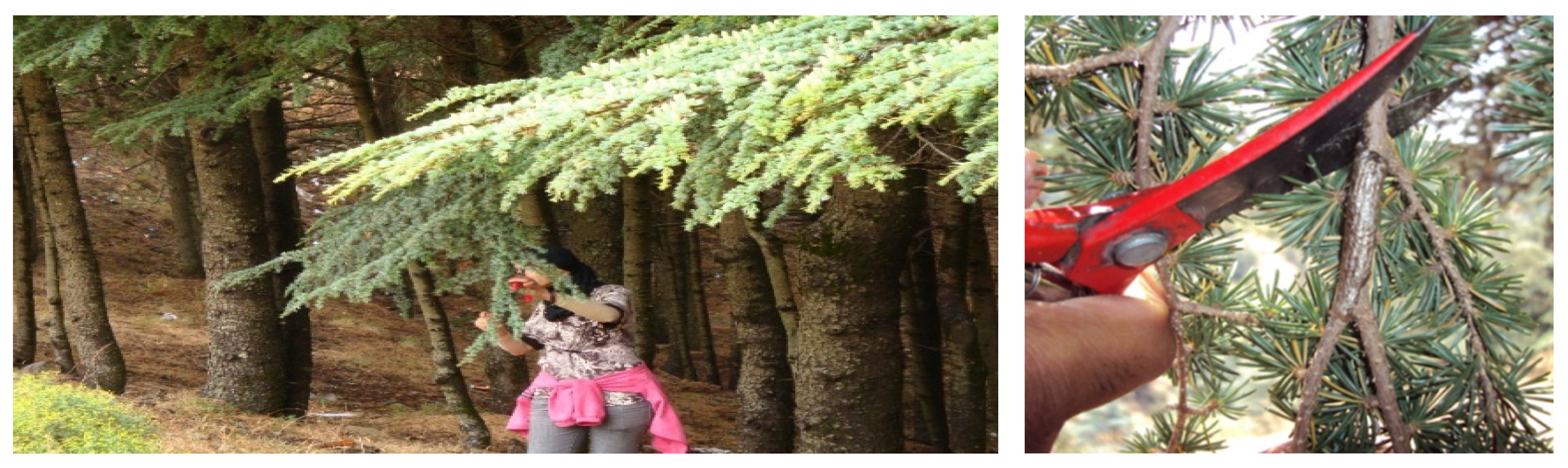 Forests 13 00211 g001 Forests 13 00211 g001