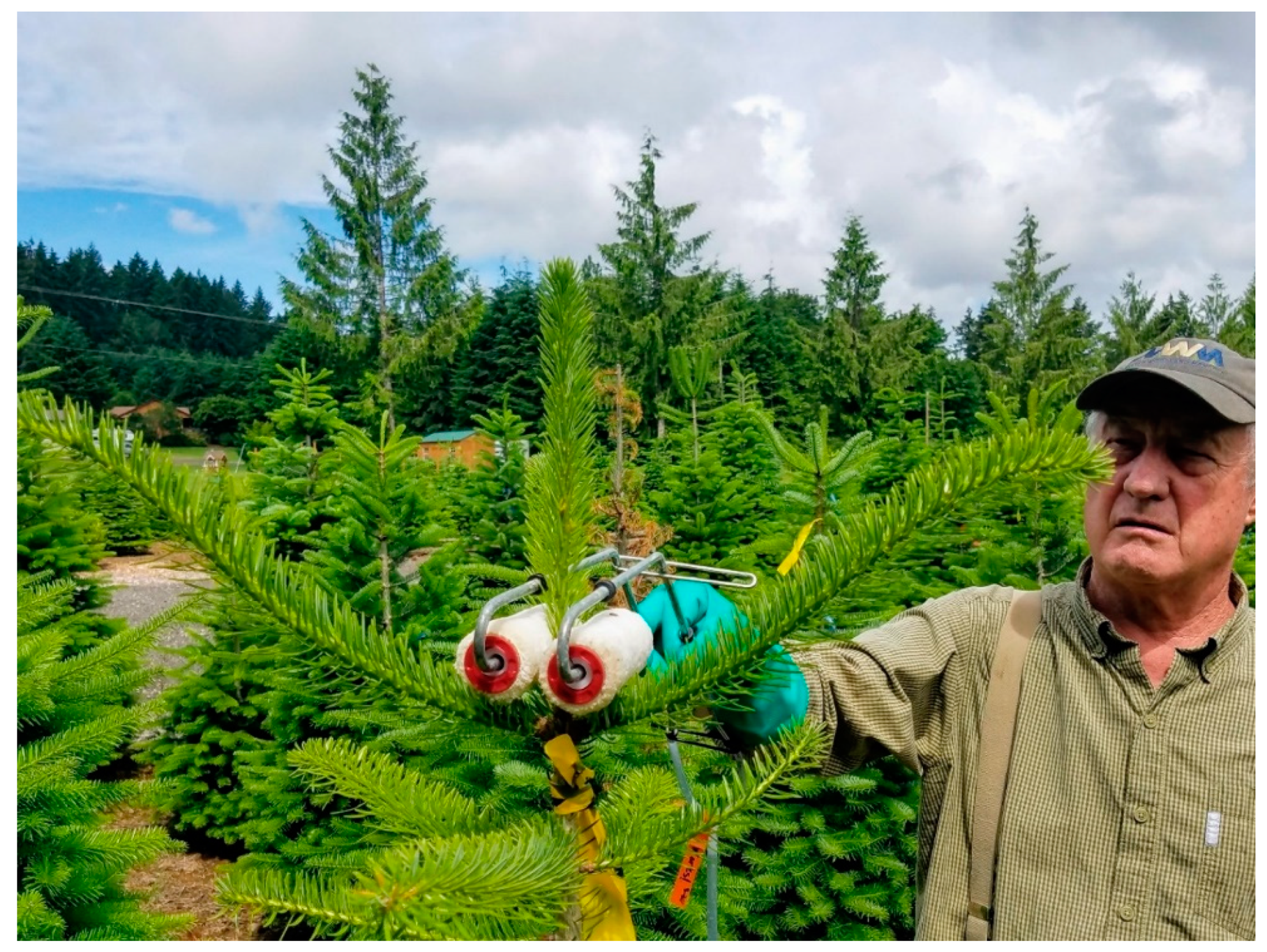 Forests 13 00212 g002 Forests 13 00212 g002