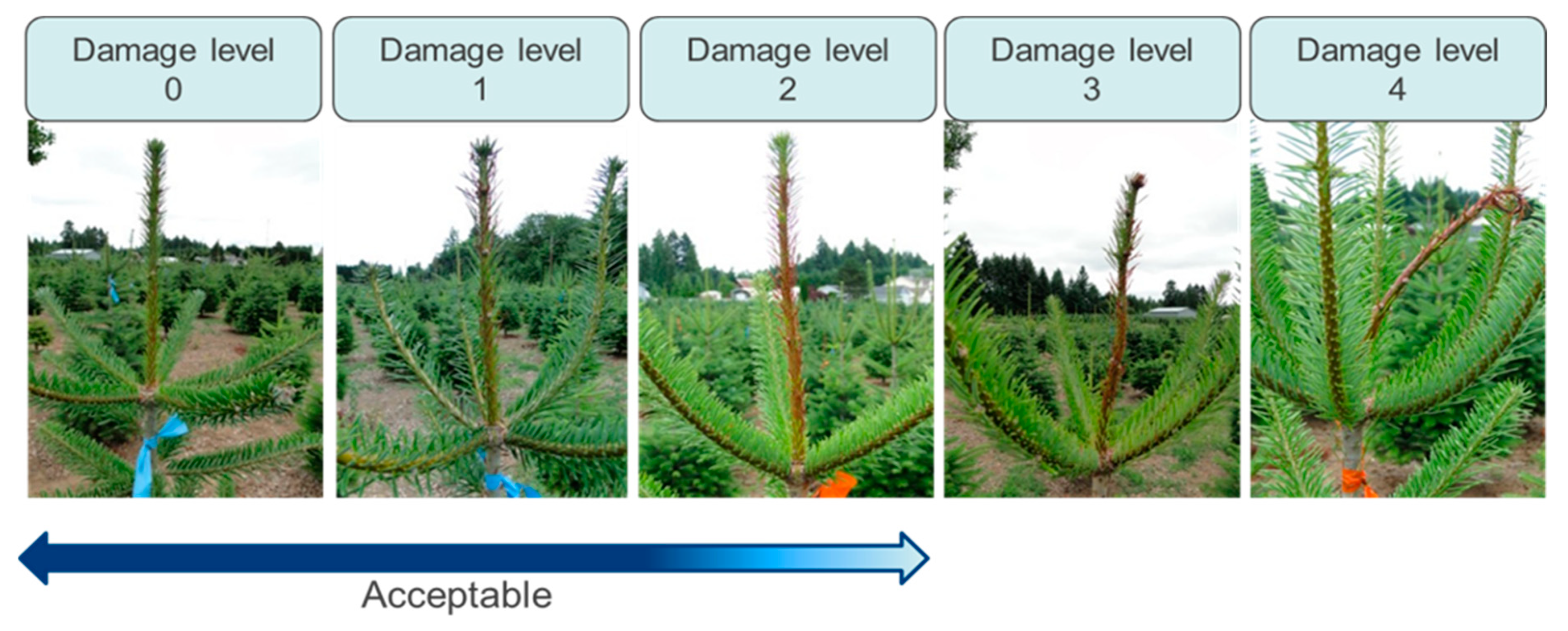 Forests 13 00212 g003 Forests 13 00212 g003