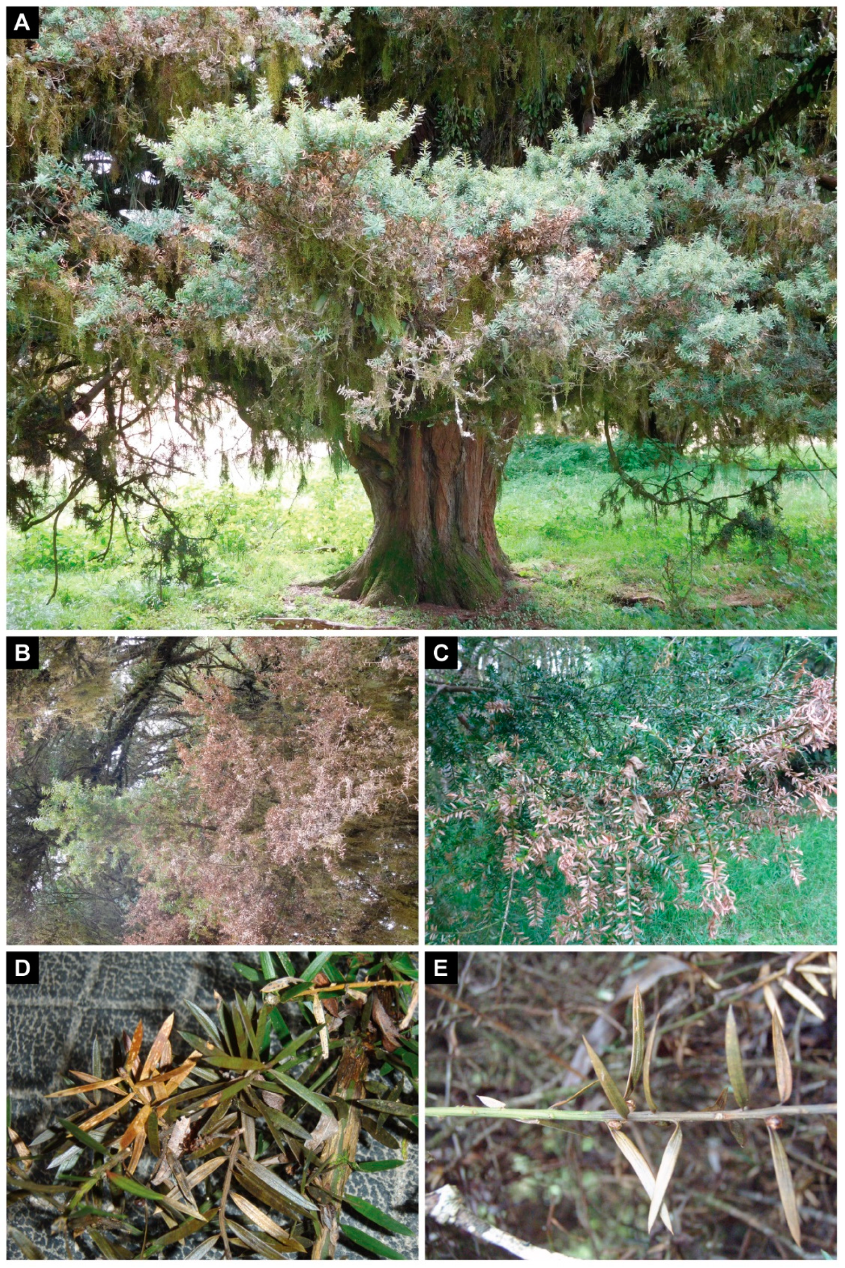 Forests 13 00214 g002