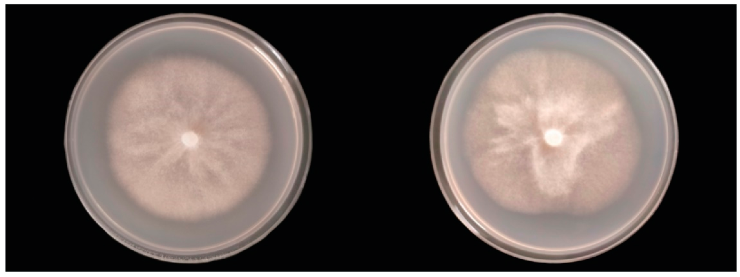 Forests 13 00214 g005