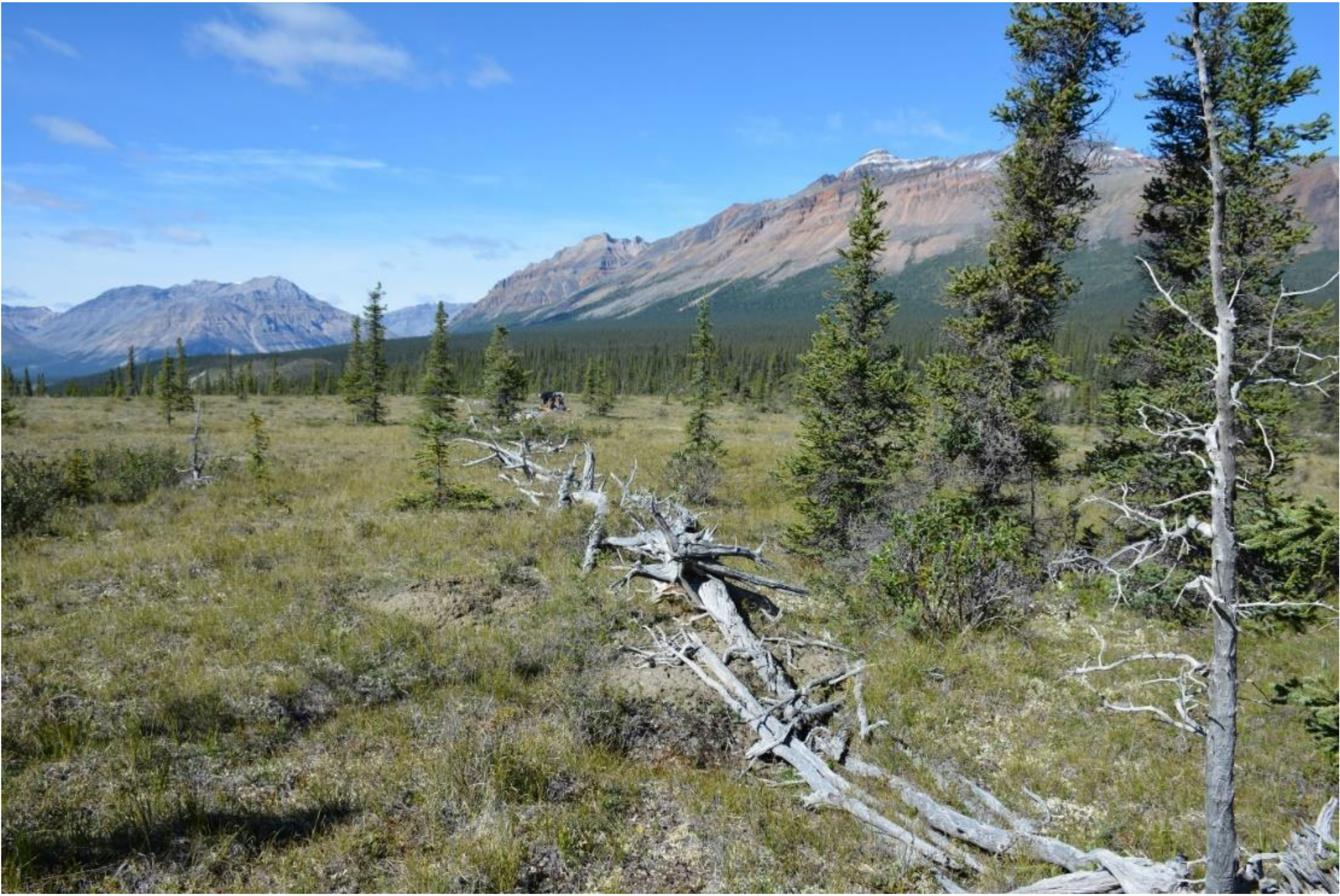 Forests 13 00221 g001