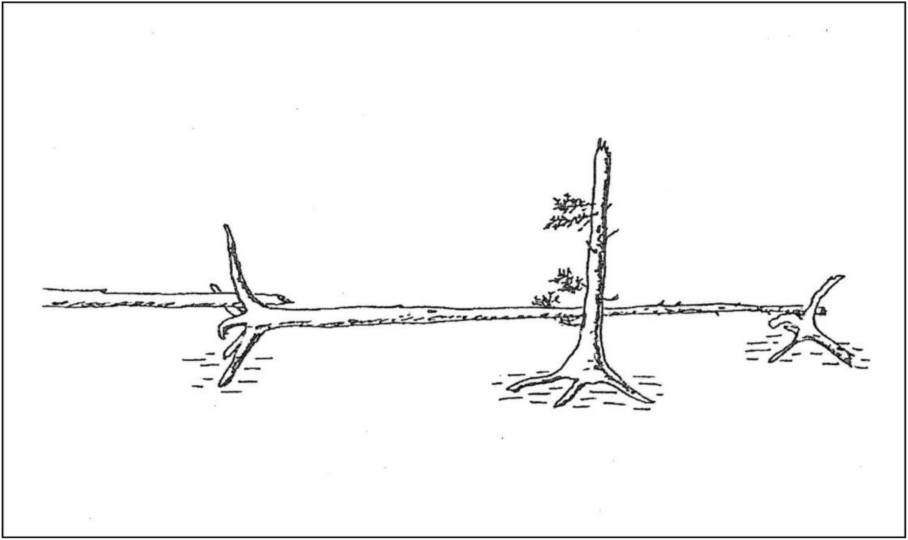 Forests 13 00221 g003