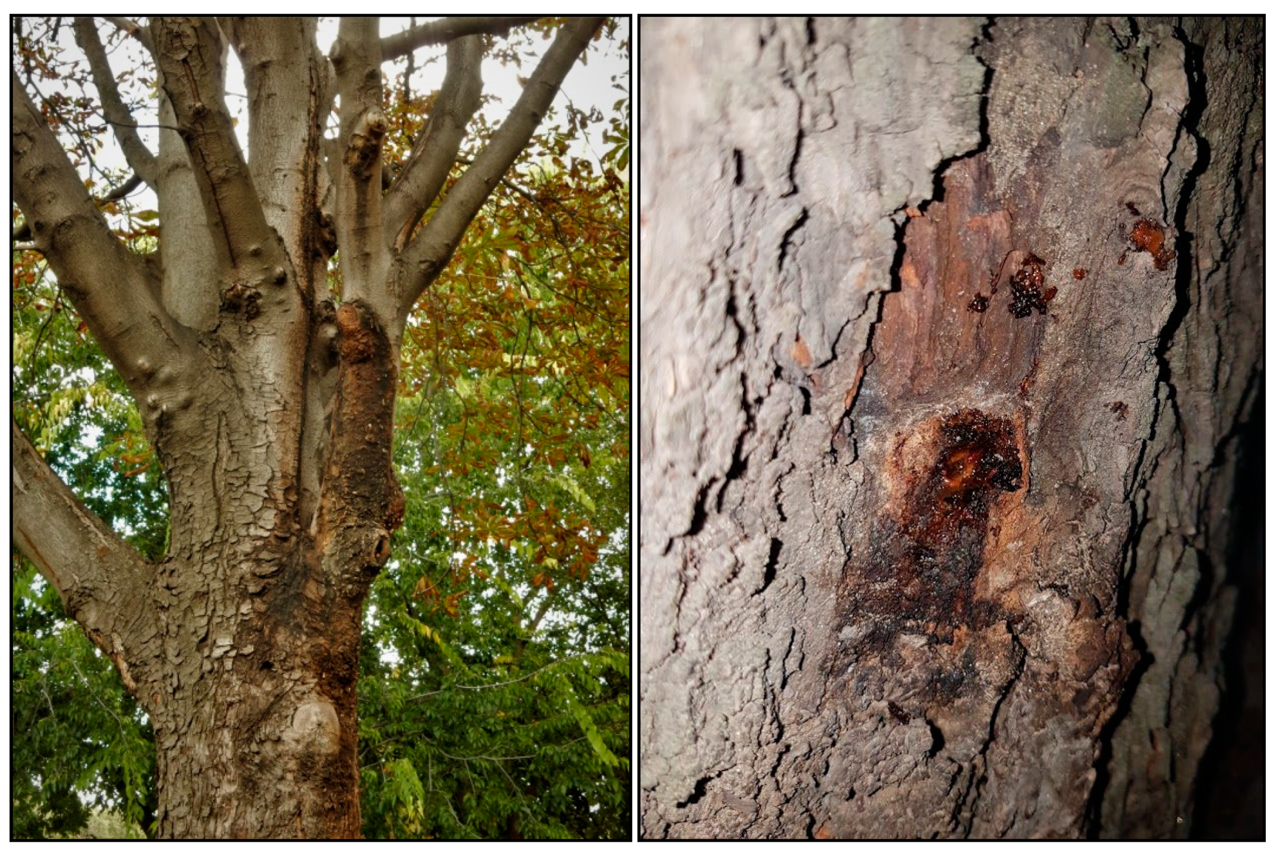 Forests 13 00227 g001