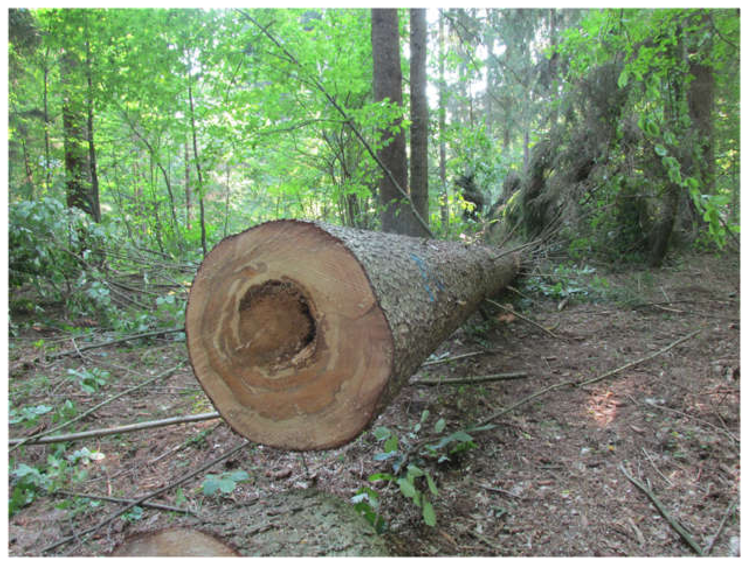 Forests 13 00229 g003