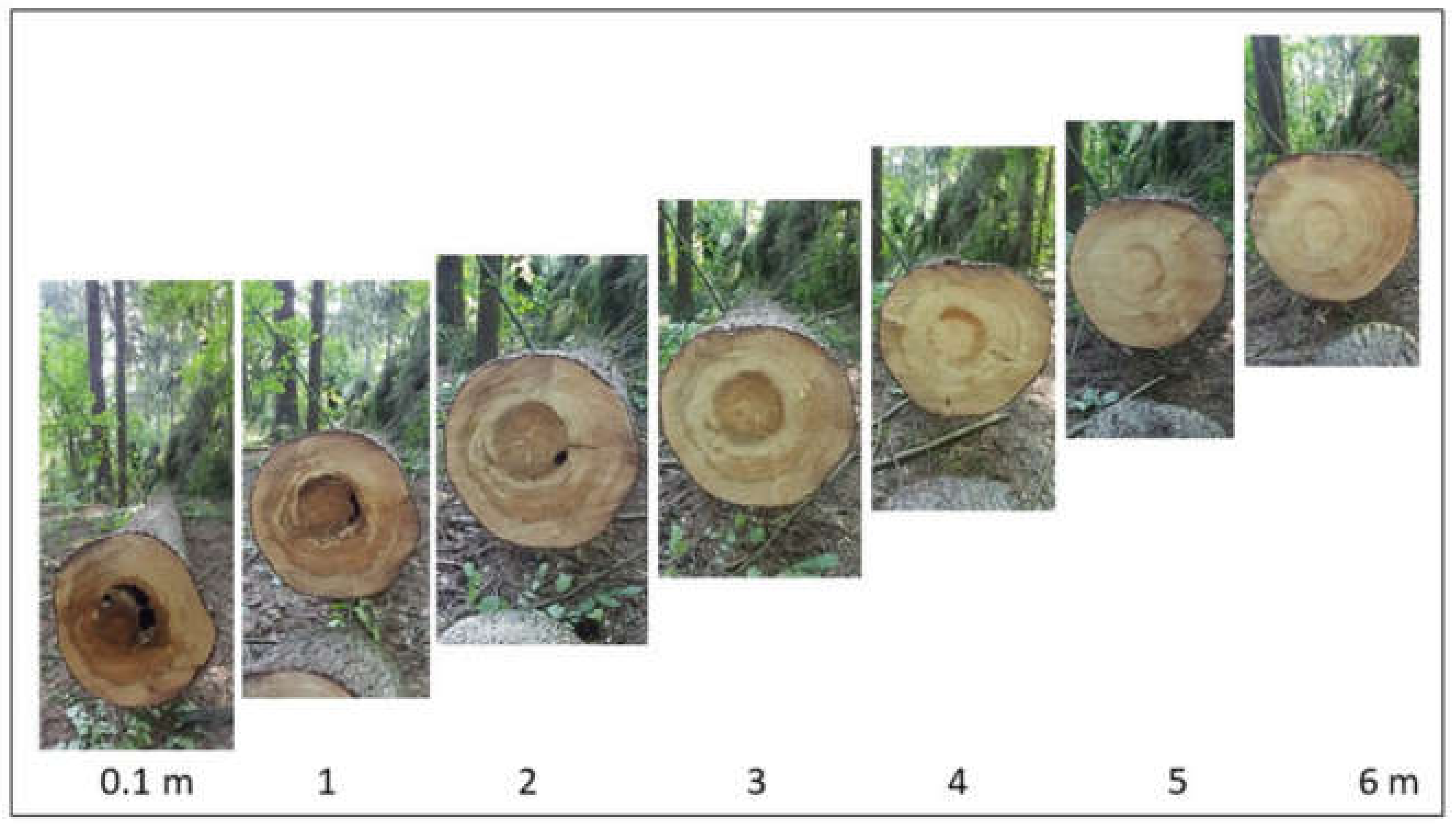 Forests 13 00229 g006