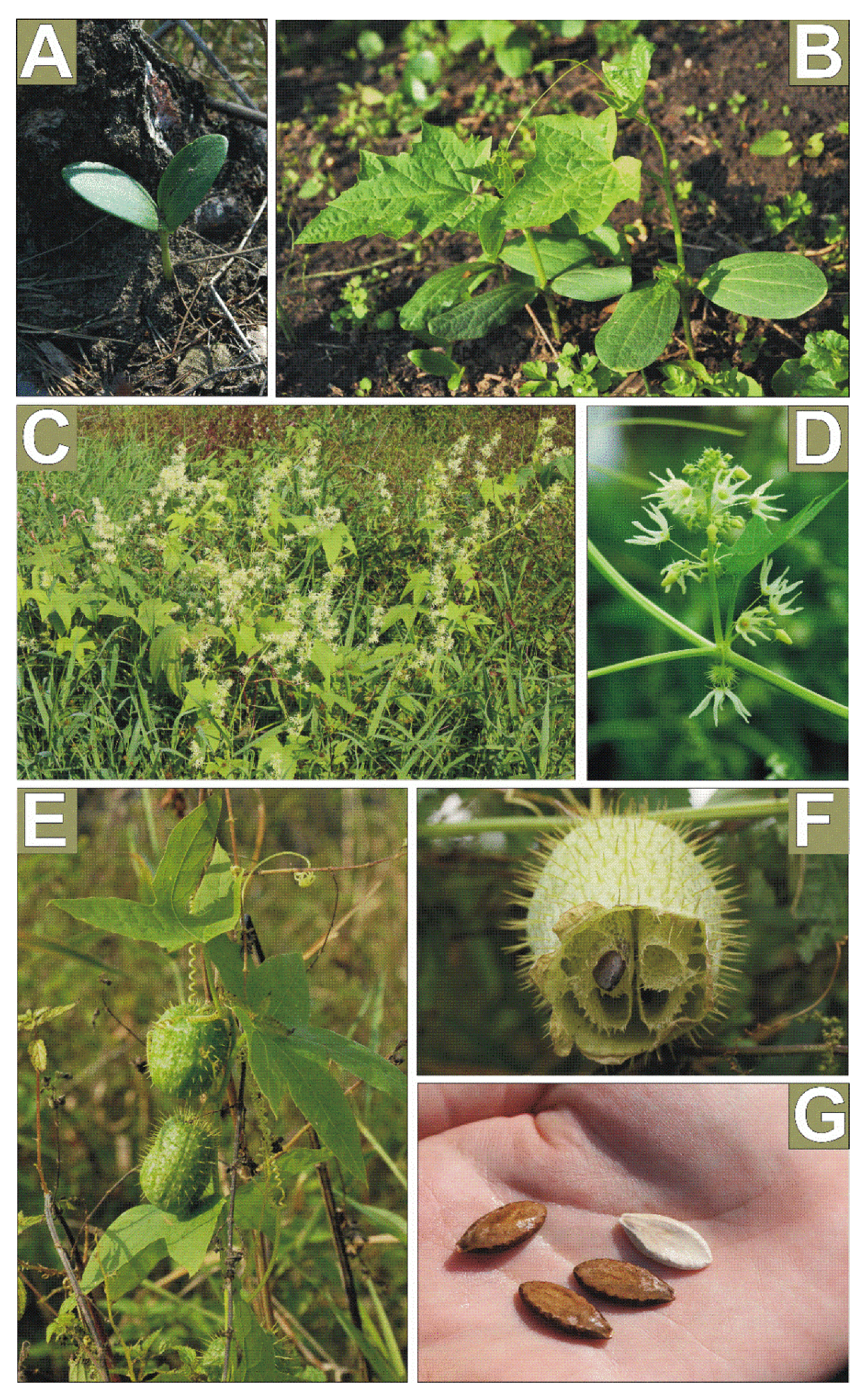 Forests 13 00256 g001