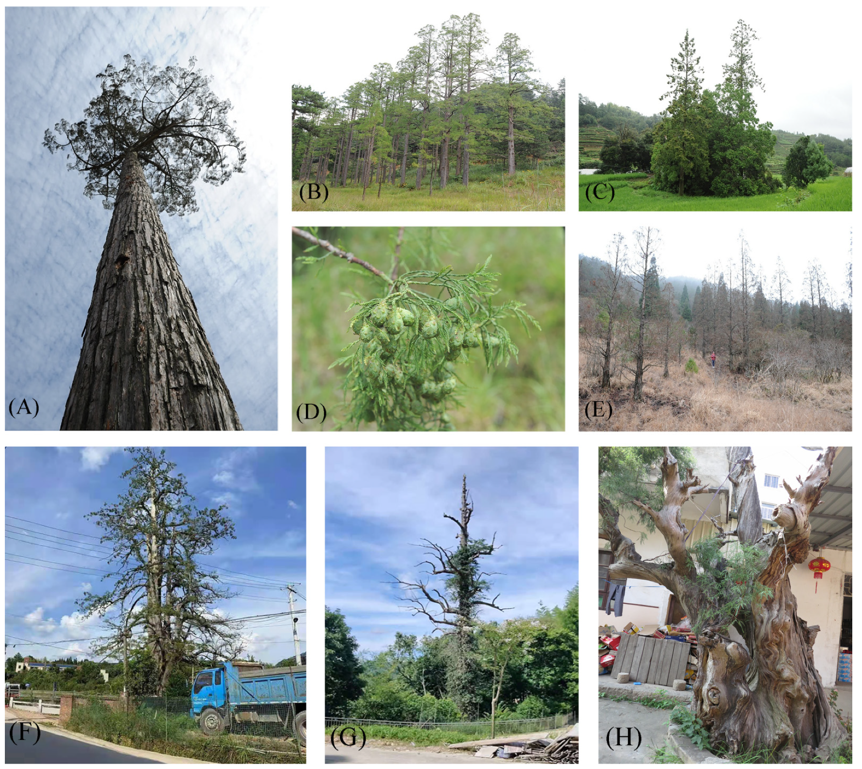 Forests 13 00257 g001