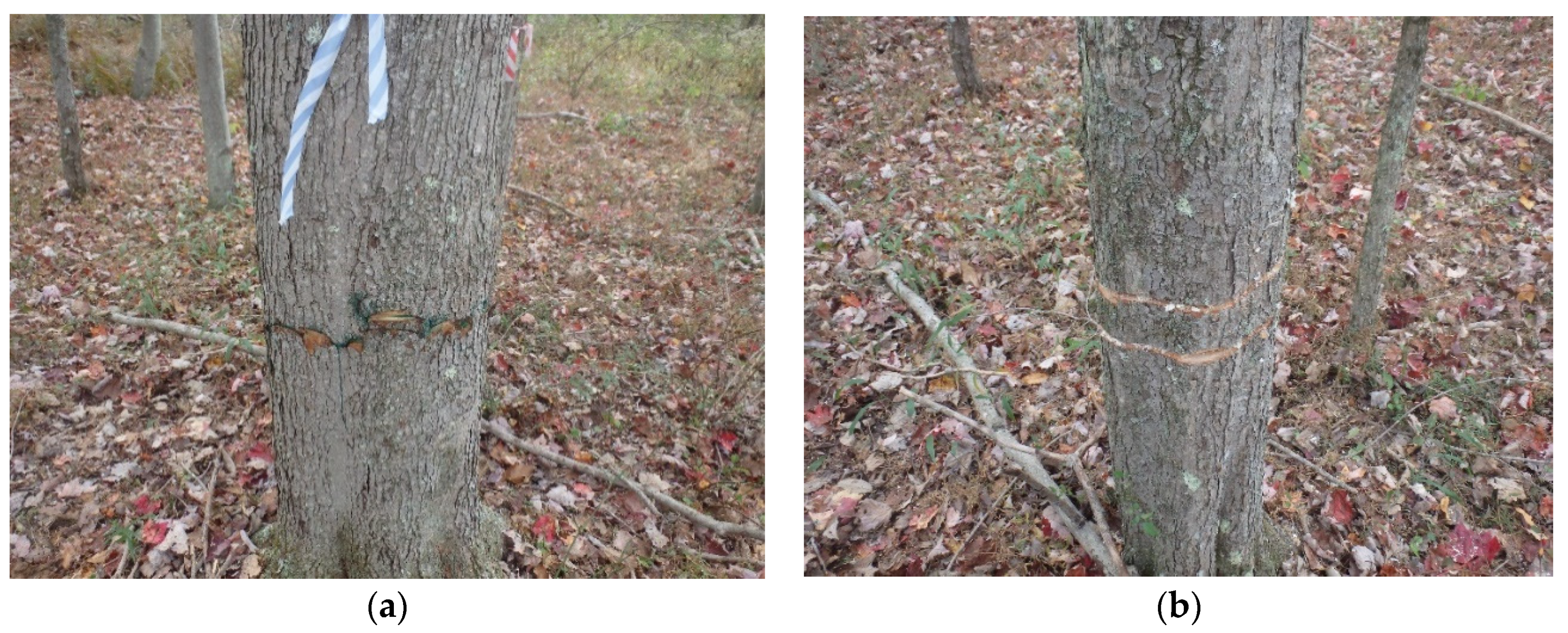 Forests 13 00274 g002